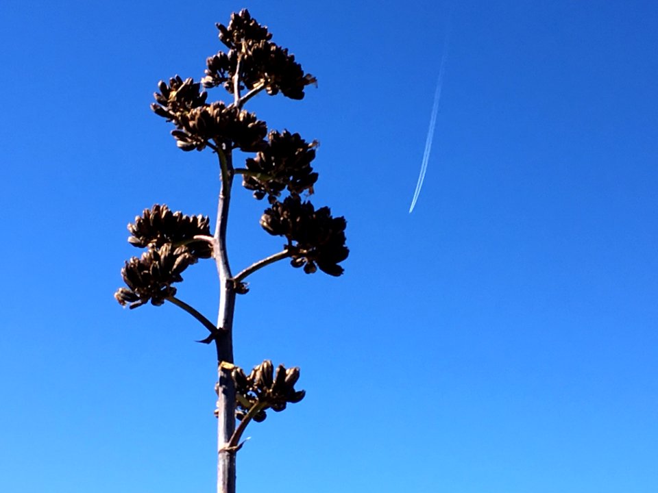 Century Plant Fly By
