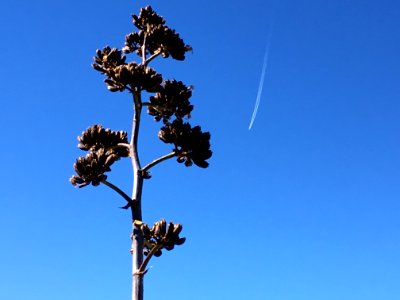 Century Plant Fly By