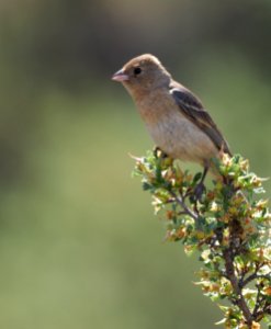 Lazuli Bunting Female crop 1