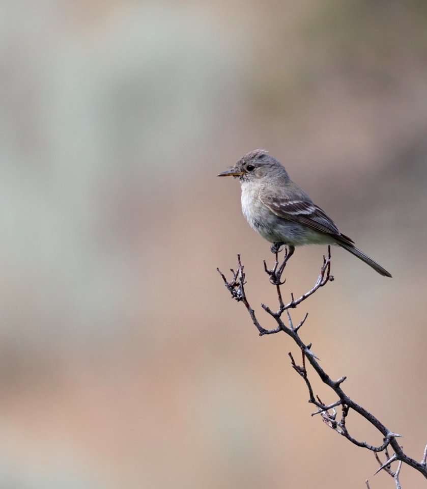 Grey Flycatcher