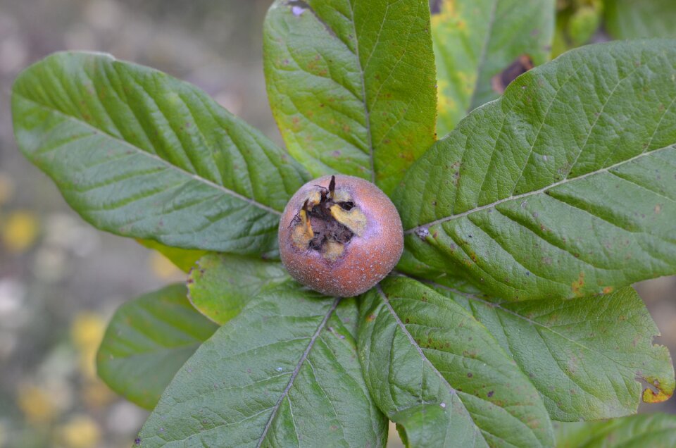 Plant garden fruit trees