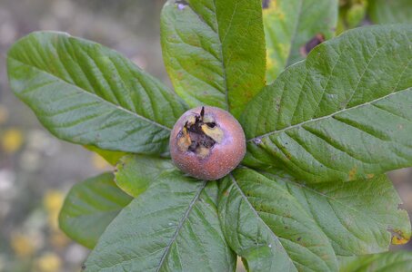 Plant garden fruit trees