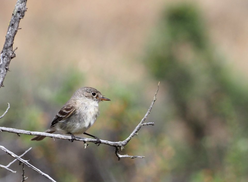 Grey Flycatcher