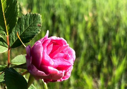 Just a Wild Rose photo