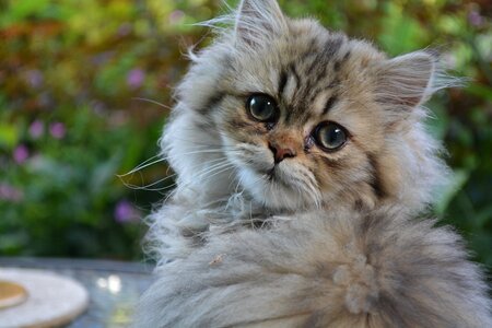 Cat persian kitten photo