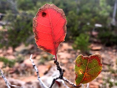Leaf Warnings