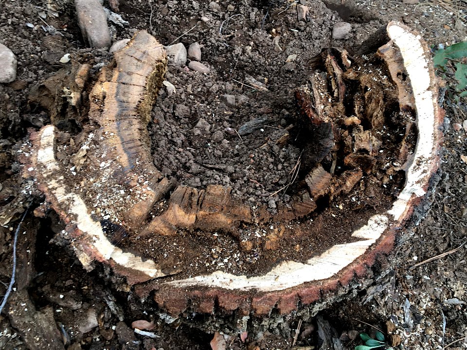Half Stump