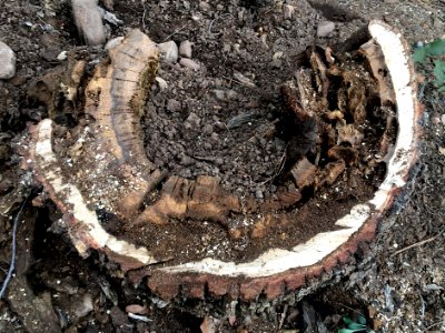 Half Stump