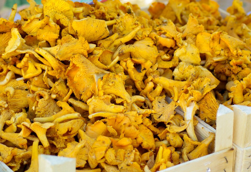 Chanterelle mushrooms fall market