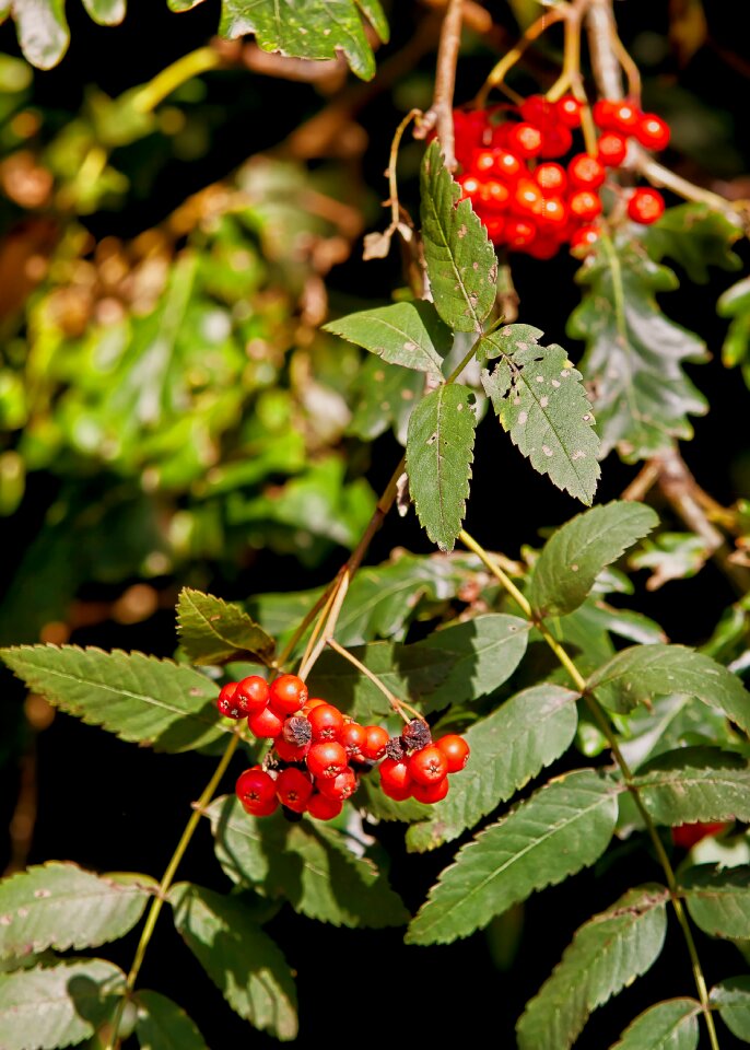 Plant garden nature