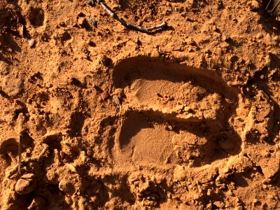 One Small Step for Elk, One Giant Leap for Cervidae Kind