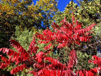 Full on Red Sumac