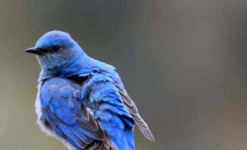 Mountain Bluebird Preen 1 photo