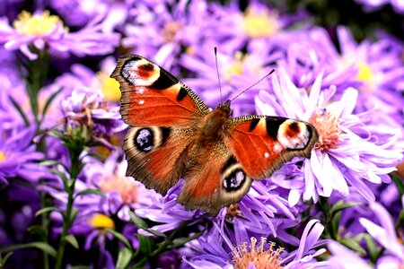 Edelfalter herbstastern aster dumosus photo