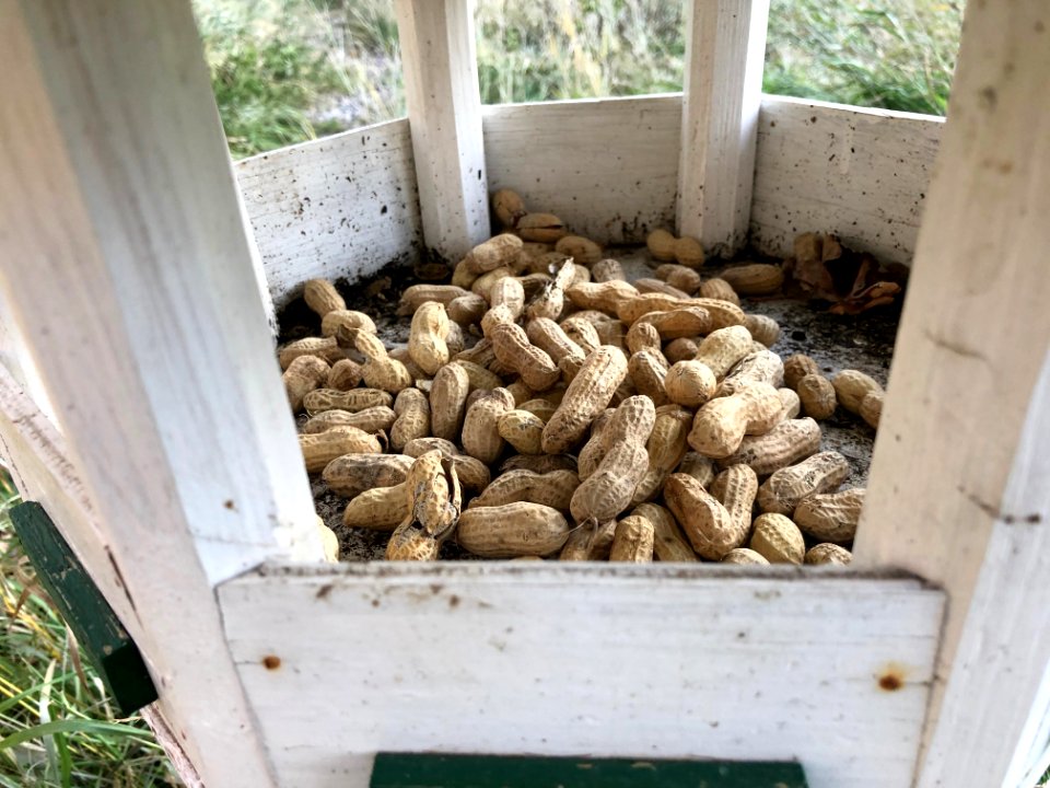 Literally, the Nut House