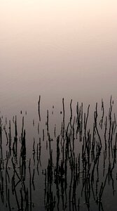 Serene nature environment