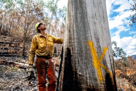 US Task Force faller sizing up hazard trees