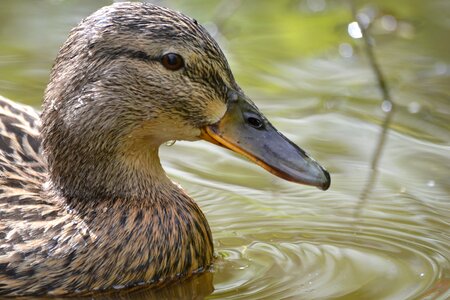 Bird mallard duck water photo