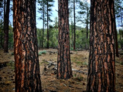 Three Pine Kings