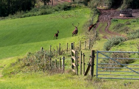 Red Deer 02 10 2019-6