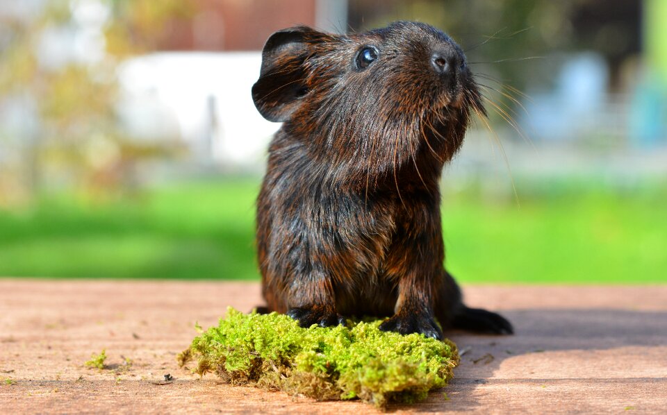 Young animal small sweet