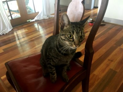Lola Wishes to be in our Podcast