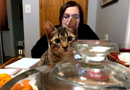 Curious is the Cat, Curiouser is the Cori