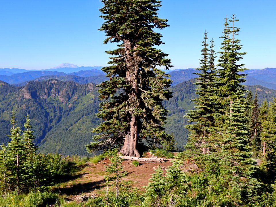 Tatoosh Ridge in WA