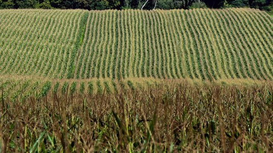 Agriculture cornfield autumn photo