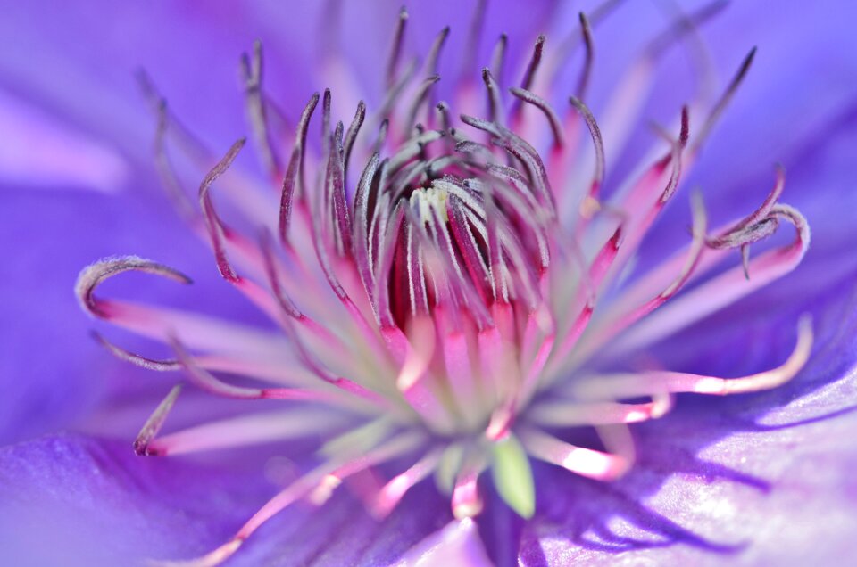 Garden blooming natural