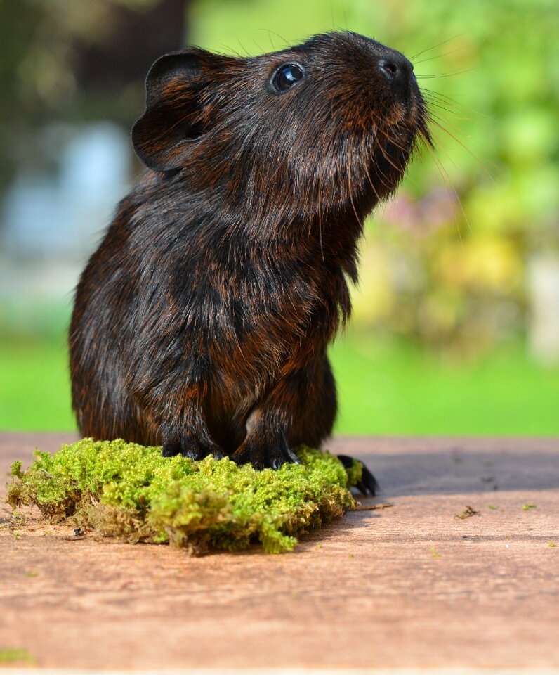 Young animal small sweet