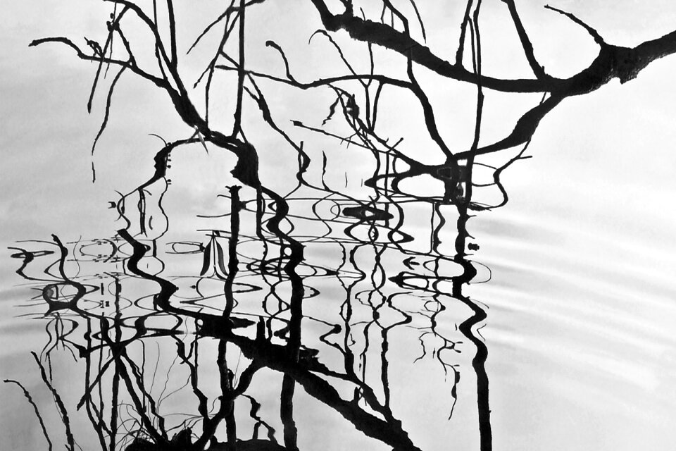Lake branch nature