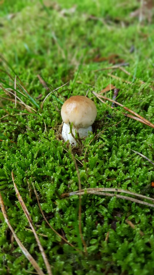 Mushroom autumn nature