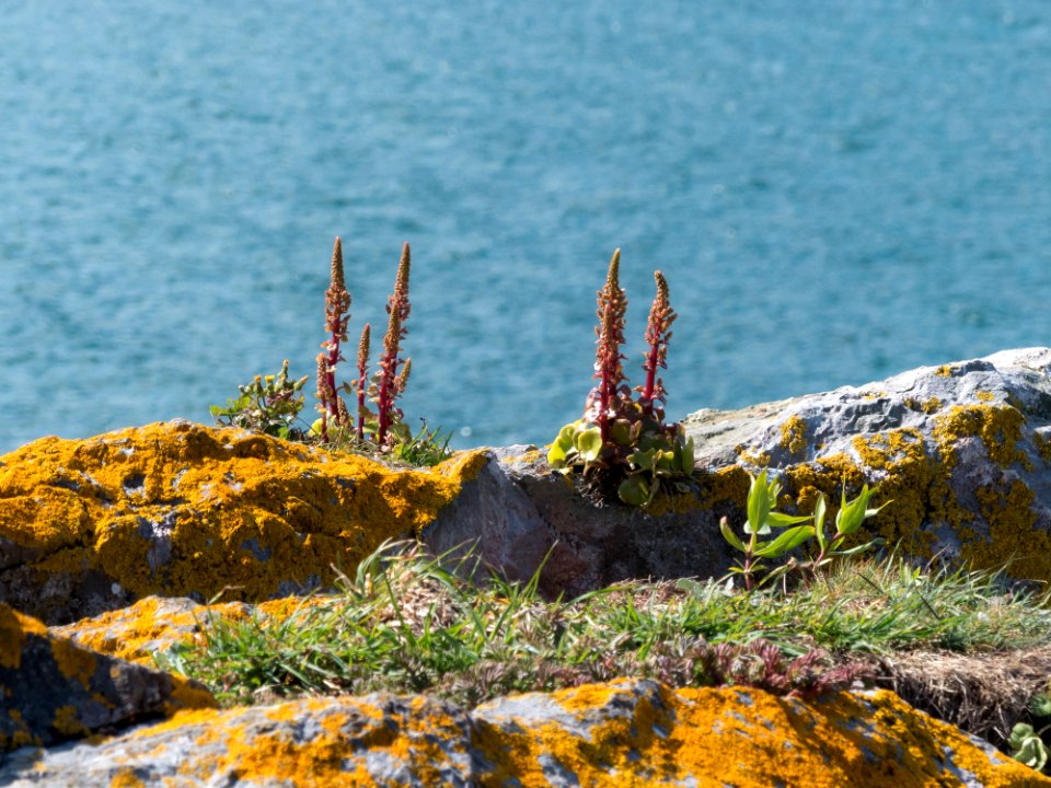 Hopes Nose Cove 11 may 2019-5