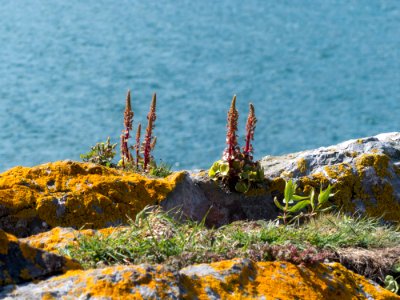 Hopes Nose Cove 11 may 2019-5