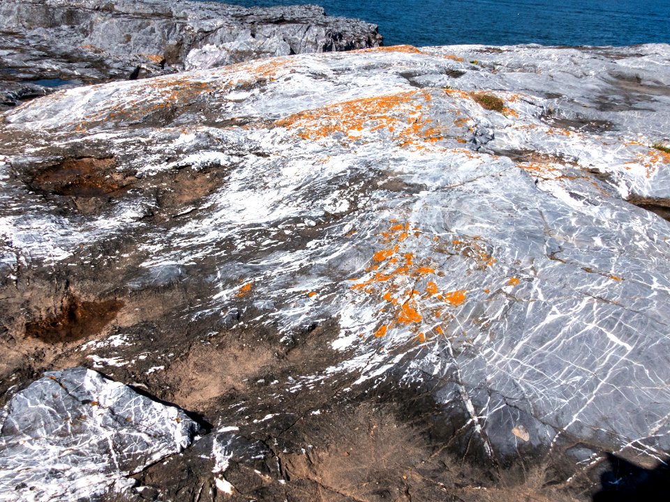 Hopes Nose Cove 11 may 2019-19