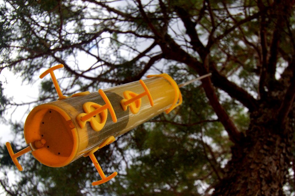 To The Moon! Powered By Thistle Seed