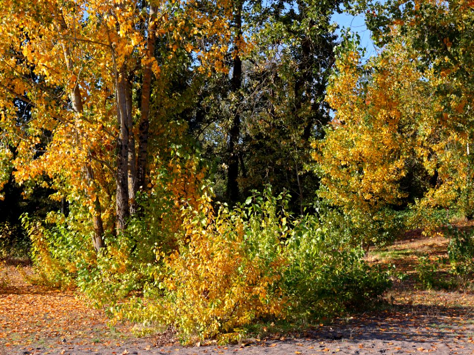 Fall Season at Wintler Park in Vancouver, WA