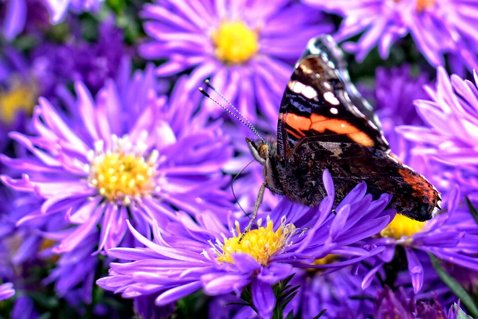Asters composites flower