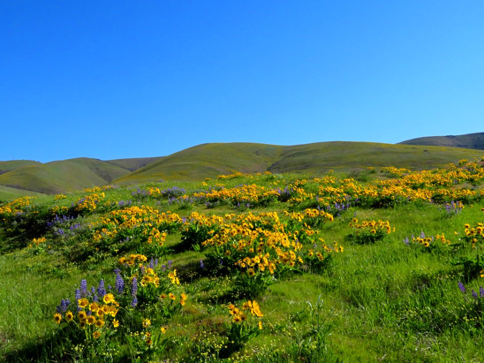 Dalles Mountain Ranch in WA