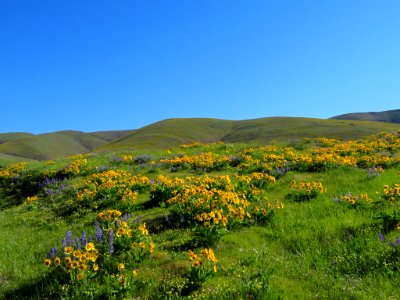 Dalles Mountain Ranch in WA photo