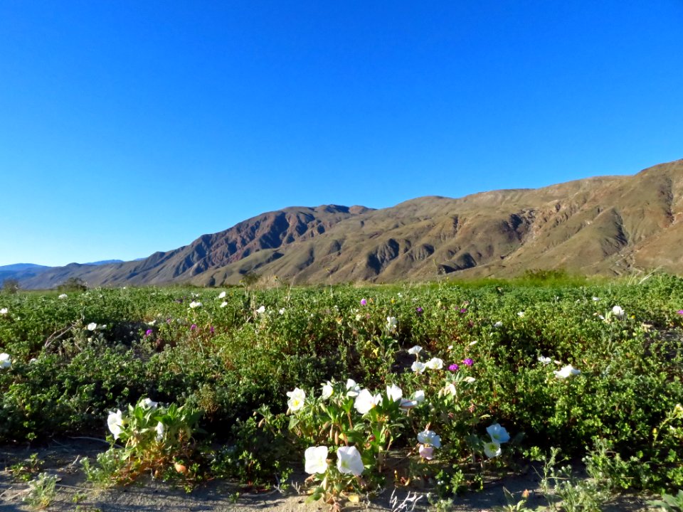 Henderson Canyon at Anza-Borrego Desert SP in CA