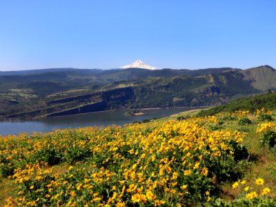Coyote Wall Trail in WA