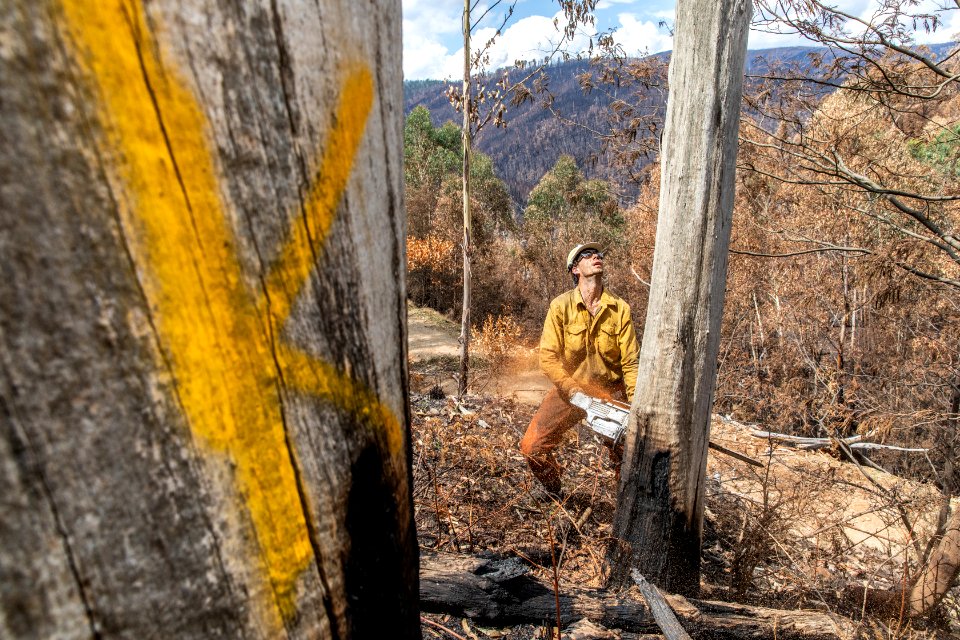 US Task Force faller cutting hazard trees