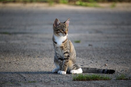 Cat baby young cat domestic cat