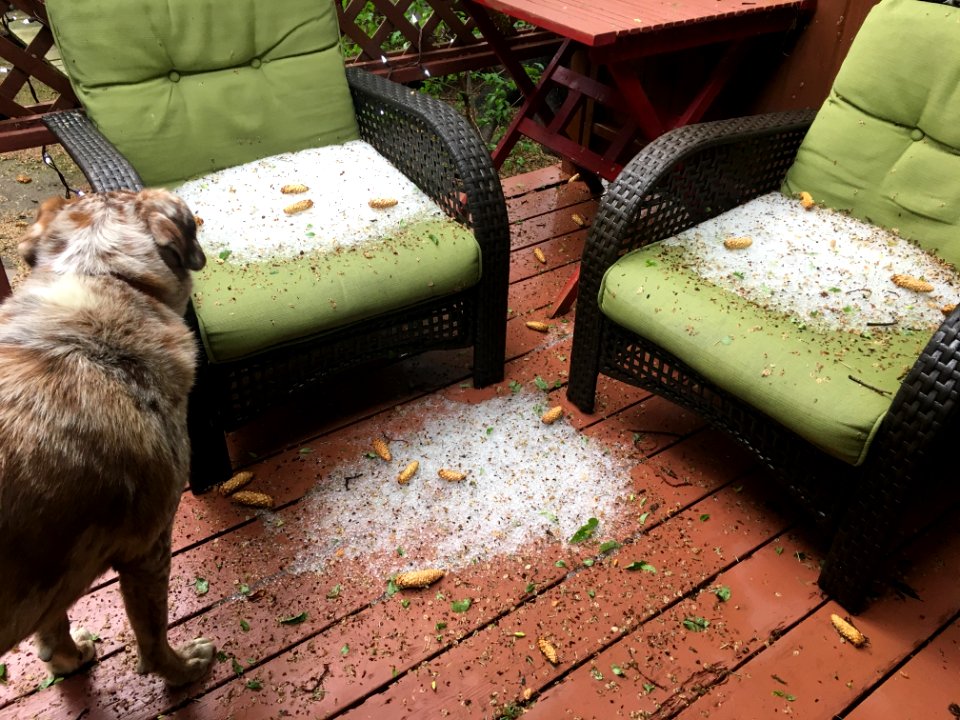 What the Hail is This?