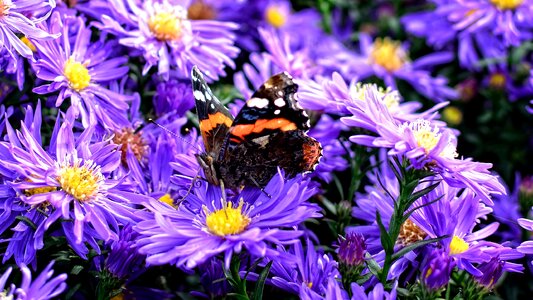 Asters composites flower