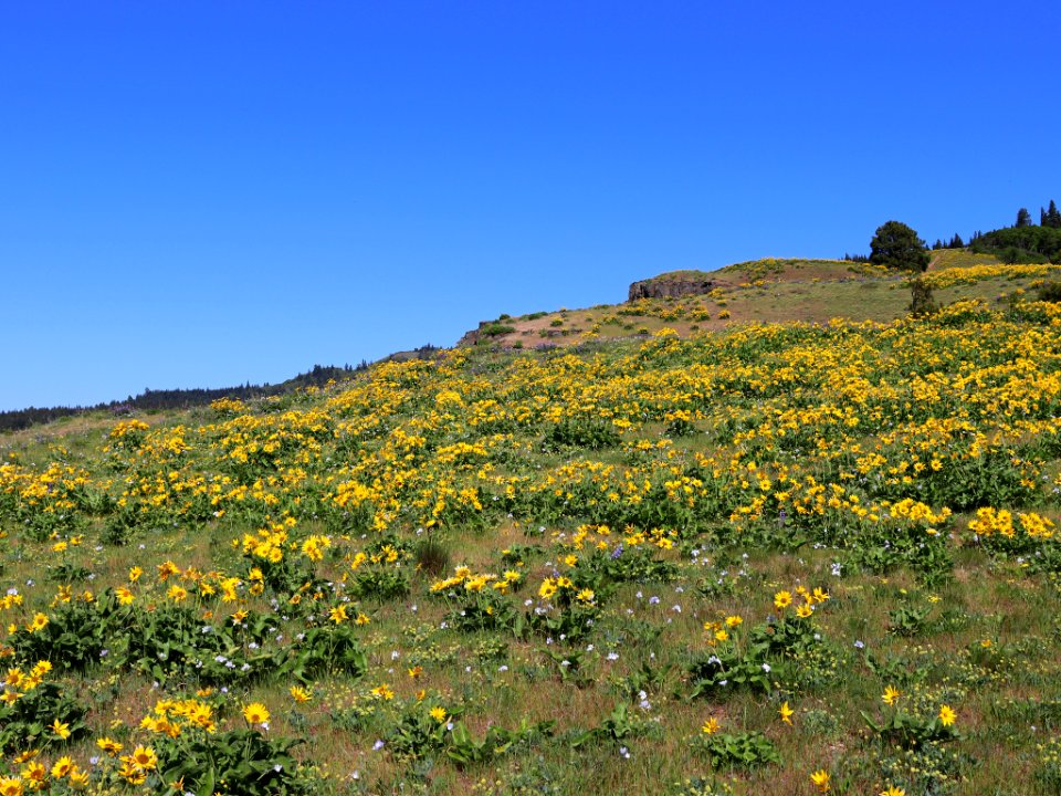 Coyote Wall Trail in WA