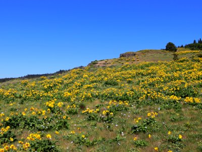 Coyote Wall Trail in WA