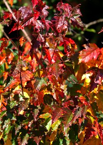 Leaves october golden autumn